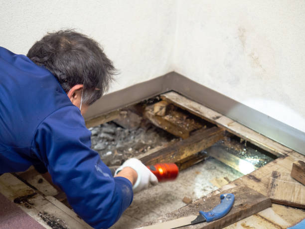 Best Mold Remediation  in Westport, IN