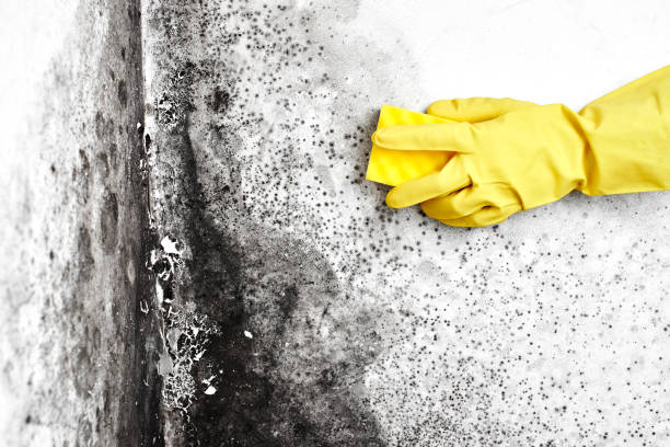Best Toxic Mold Removal  in Westport, IN