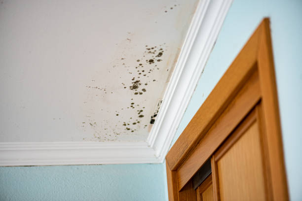 Best Mold Damage Repair  in Westport, IN