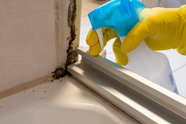 Best Attic Mold Removal  in Westport, IN