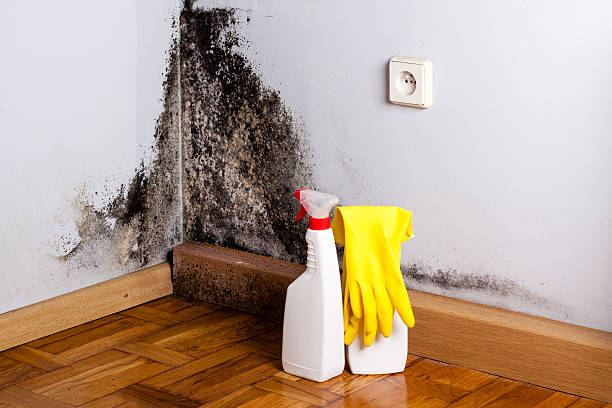 Best Fast Mold Removal  in Westport, IN