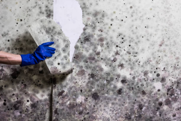 Best Home Mold Removal  in Westport, IN
