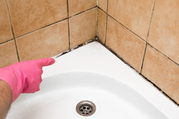 Best Emergency Mold Removal  in Westport, IN